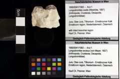 Foto (Objket + Etiketten) von Longodromites ovalis (Moericke, 1897) 